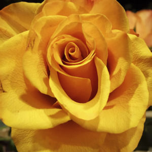 Meet your Posher, Amelia